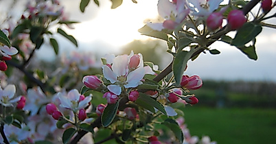 altes-land_apfelbluete-c-tourismusverein-altes-land-ev