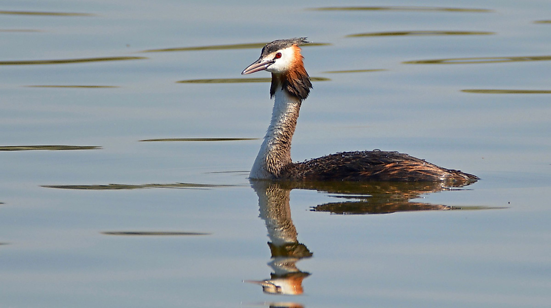 Führung: Die Vogelwelt im Meldorfer Speicherkoog