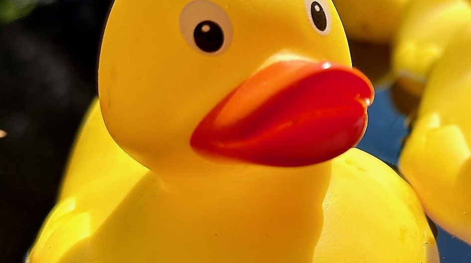 Ente für das Entenrennen des Zevener Lions Clubs