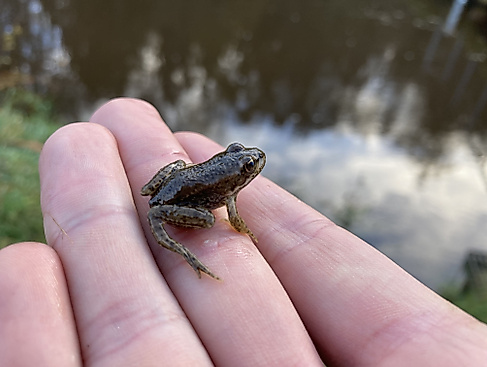 Froschkonzert