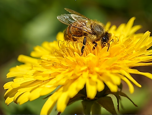 Garten von Ehren_Bienenfreundliche Pflanzen