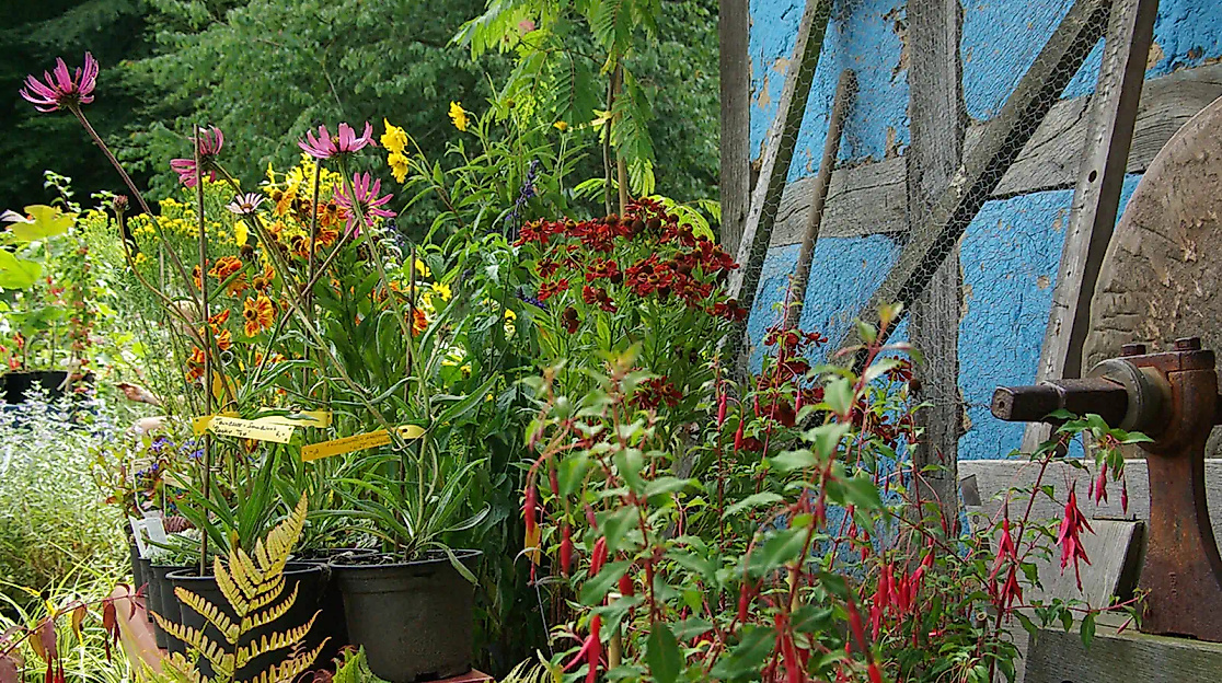 Pflanzenmarkt im Sommer