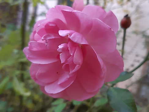 Herz Qi Gong-Wochenende