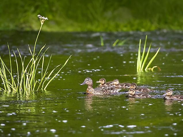 duck-family-gef02beac1_1920_1