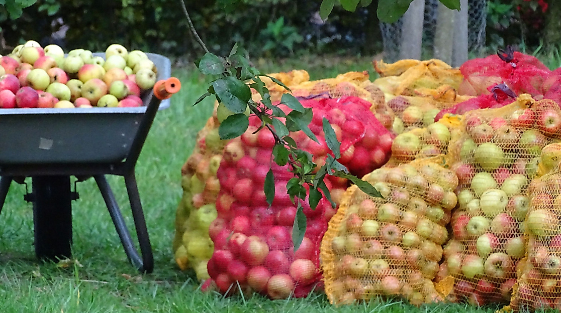 Apfelerntetag in Breidings Garten Soltau