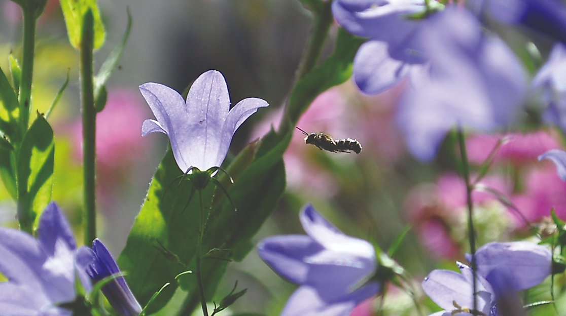 Vielfalt wächst in Hamburg und Umgebung
