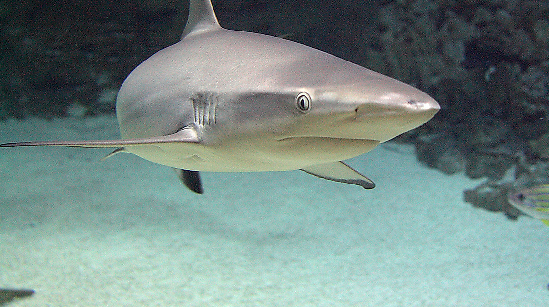 Tropen-Aquarium Hagenbeck