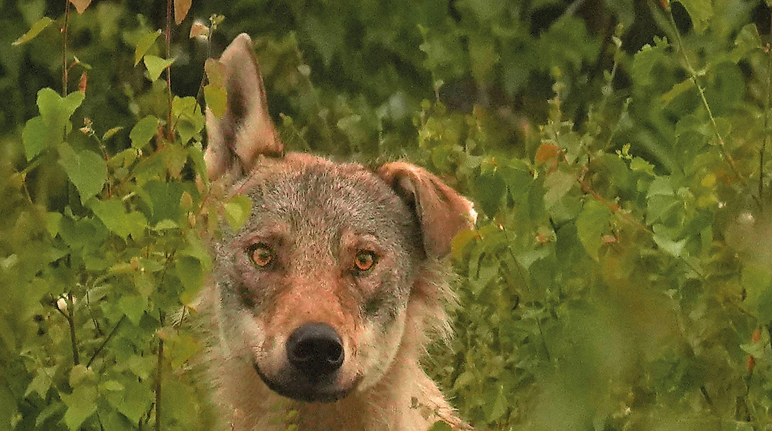 Wolfswelten(c)-Gunnar-Green