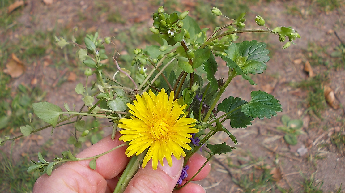 Naturpark-Tour: Wildkräuterwanderung am Schmalsee