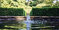 Wasser sprudelt aus einem Brunnenbecken, eingefasst von Hecken und Bäumen in einer ruhigen Parkanlage.