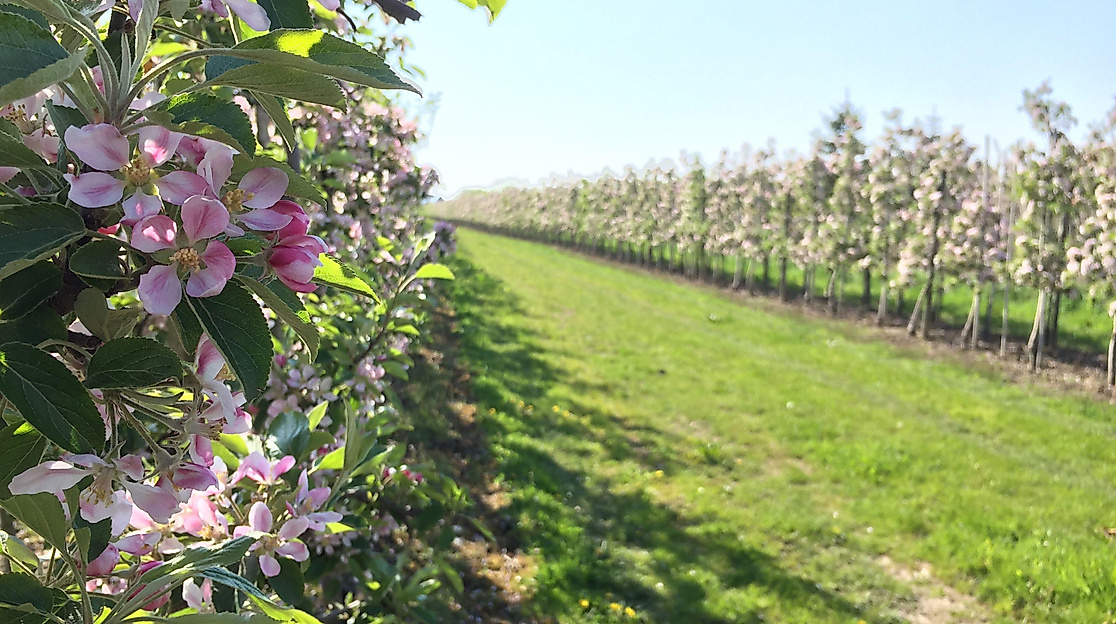 Altländer Blütentour mit Gästeführer/in in Tracht