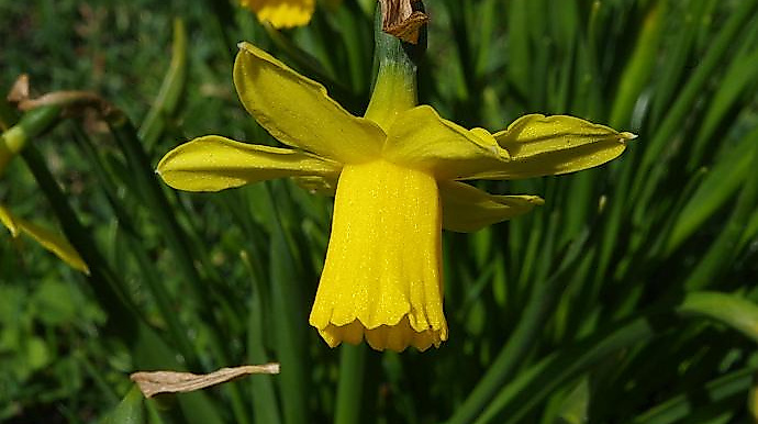 03-tauschtisch-zimmerwiebel-bild_1