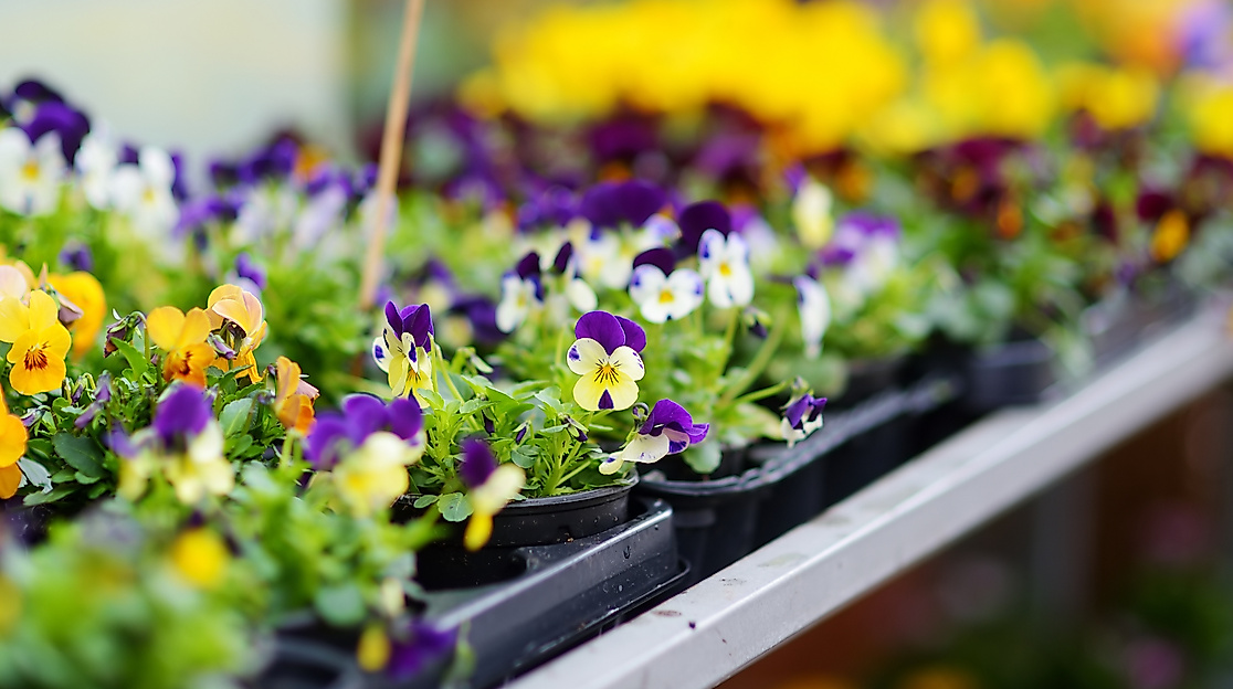 Wochenmarkt Westmarkt