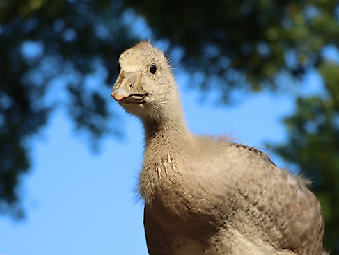 ganshamburg_2025-05-11