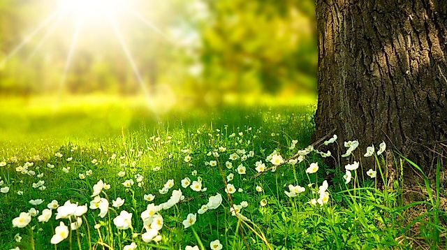 Die Heilkraft des Waldes