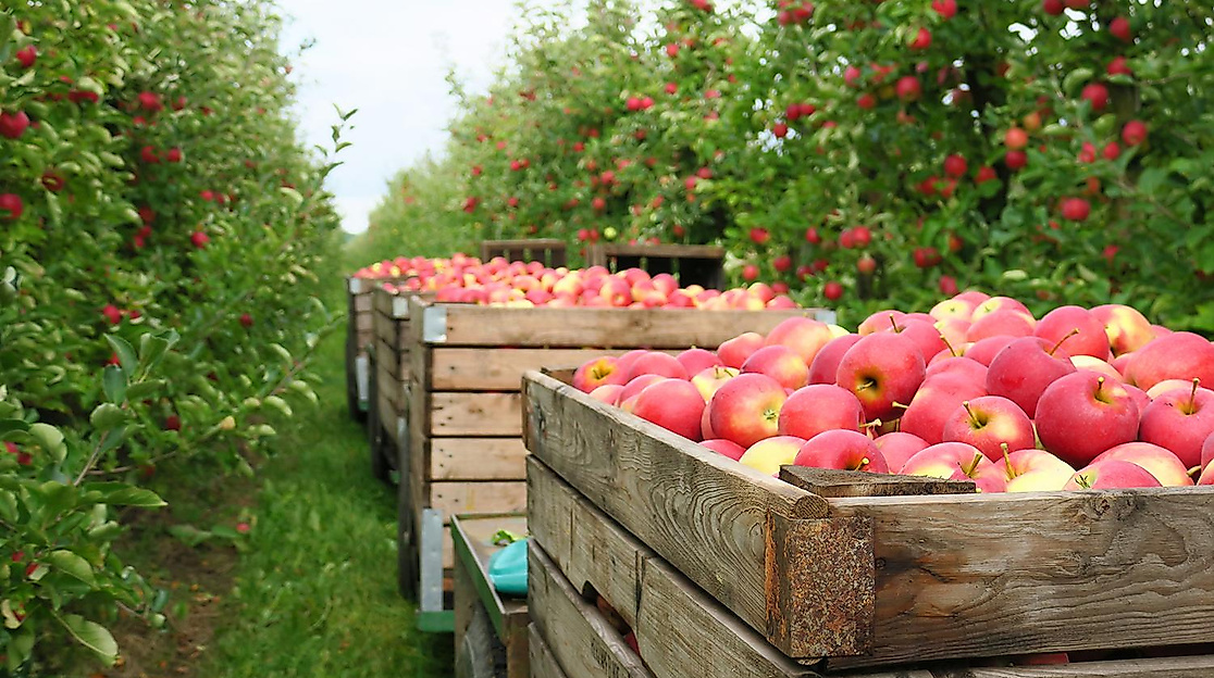 Öffentliche Apfelexpressfahrt mit Hofführung