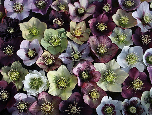 Zauberhafte Helleborus - Wingster Lenszrosentage