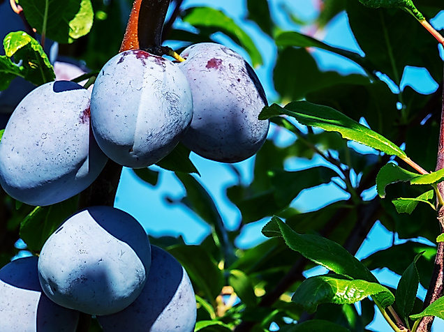 plums_c_coleur-pixabay