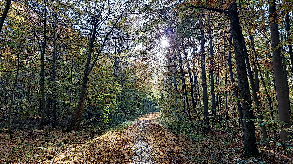 Naturpark-Tour: Bäume im herbstlichen Bartelsbusch