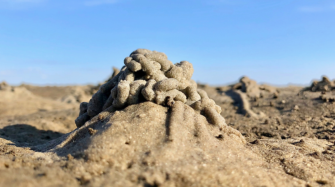 Haufen_Wattwurm_Rainer_Schulz_IMG_1761