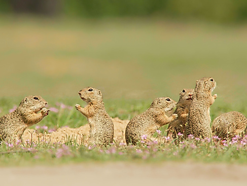 Ziesel - Die Hörnchen von der Steppenwiese