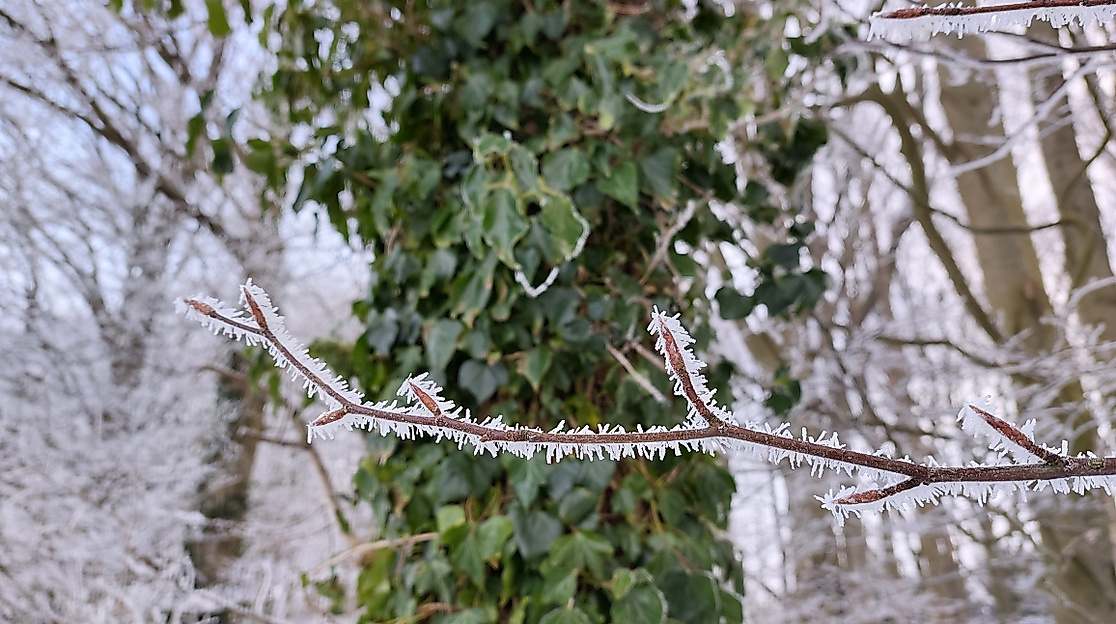 Winterliche Waldbegegnung