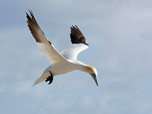 Basstölpel - Nordseeinsel Helgoland