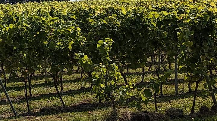 Zum Winzer-Fest nach Groß Thondorf