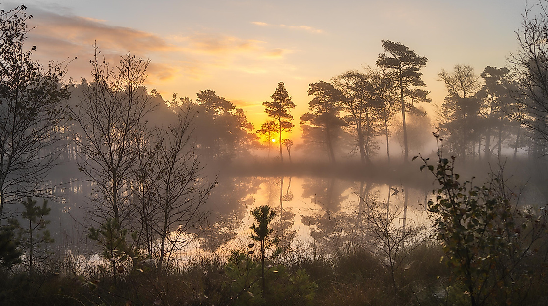 Abendwanderung durch das Pietzmoor