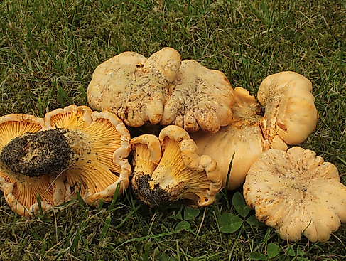 cantharellus-cibarius_pfifferling_albers_geschaerft_1