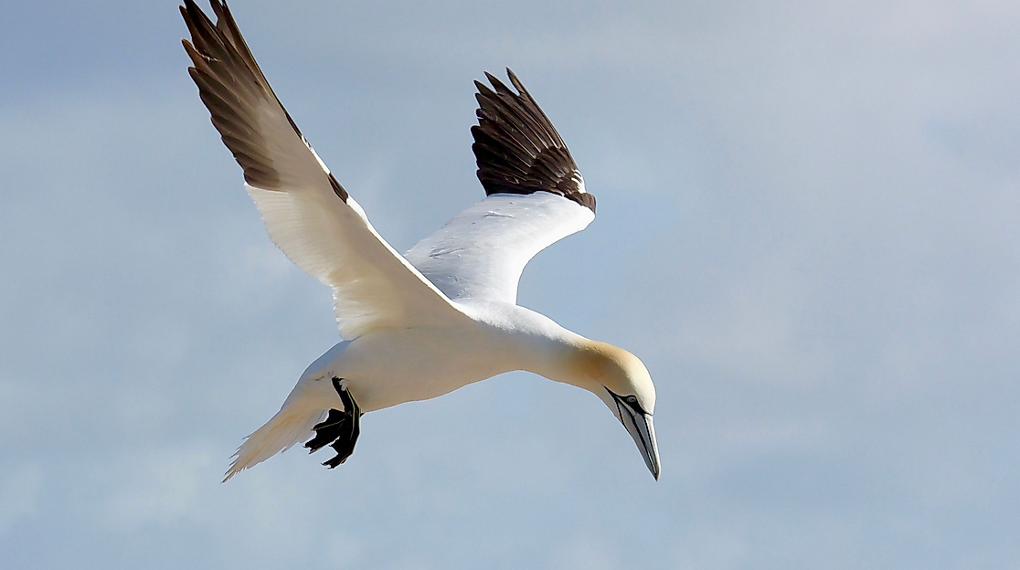 Basstölpel - Nordseeinsel Helgoland