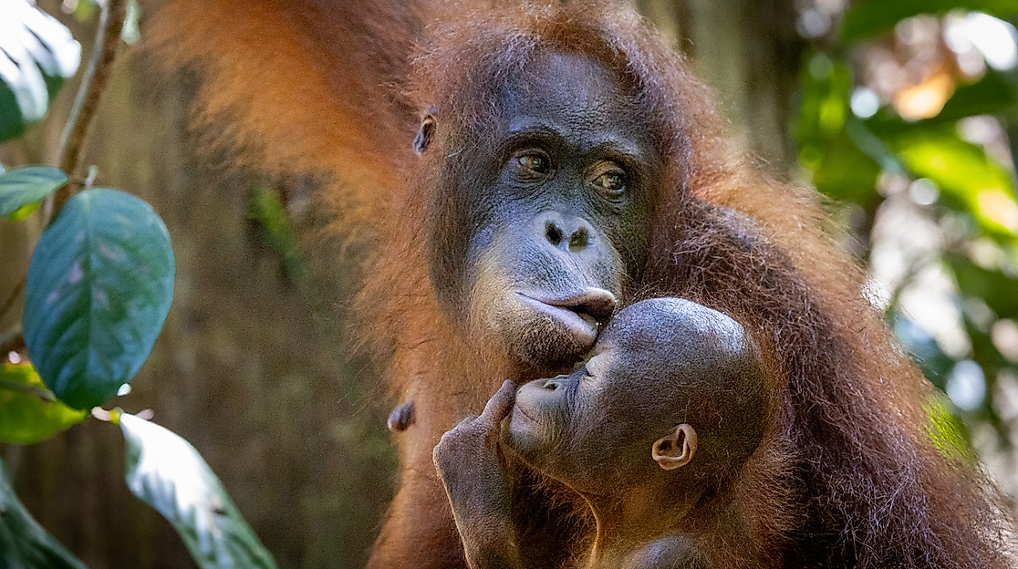 Orang Utans - Die unbekannten Menschenaffen