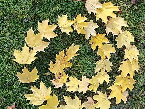 Erlebe dein grünes Wunder - Waldtag statt Alltag