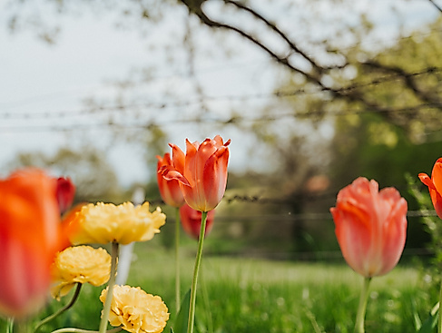 Frühling Rapsblüte in der Lübecker Bucht