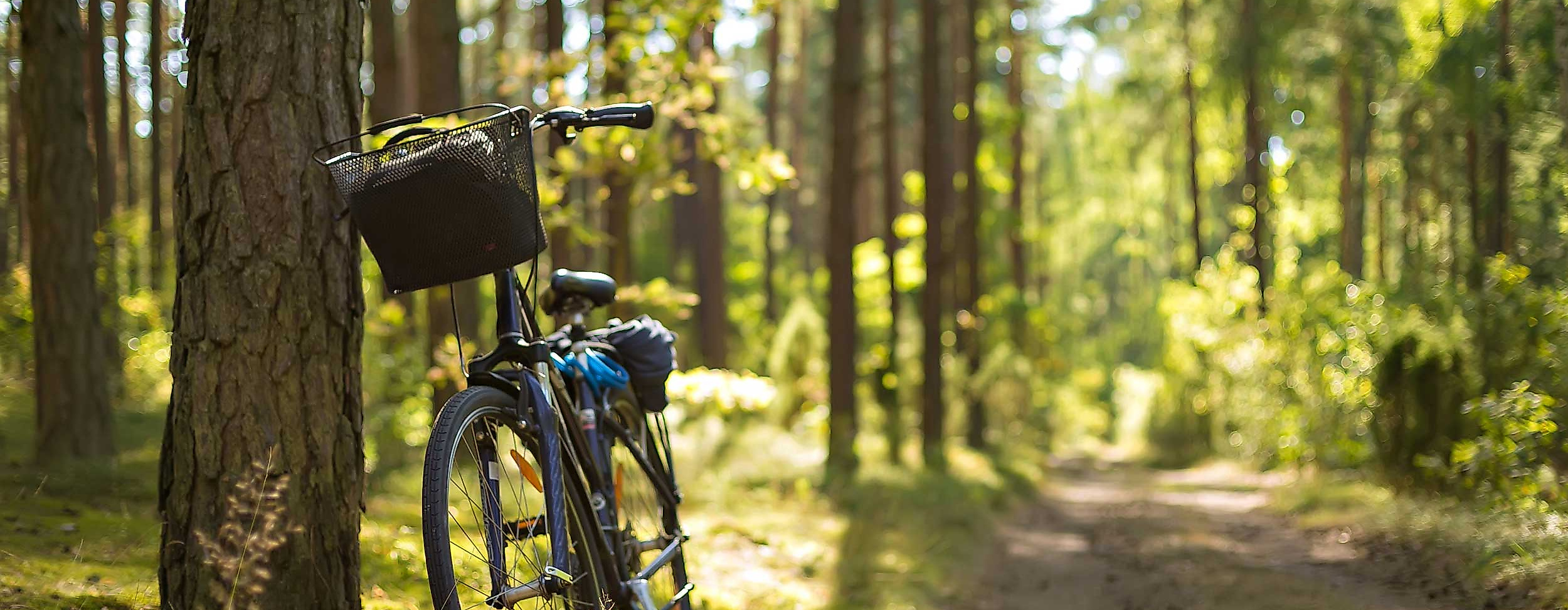 ausflug-wohldrfer-wald-c-adobestock-annafotyma-289062491