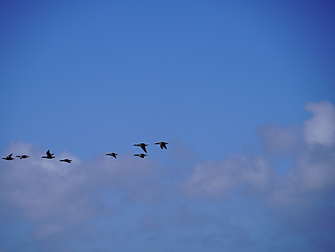 Vogelführung - Wremen