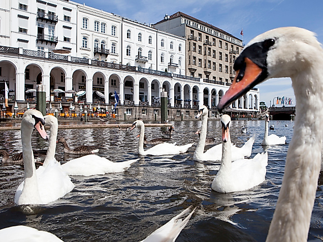 alsterarkaden_schwaene_c-joerg-modrow