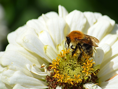 "Die Welt der Bienen"