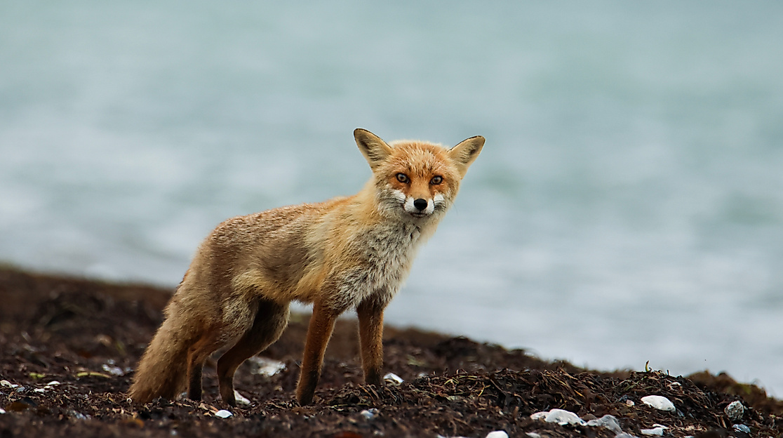 Fuchs im Spühlsaum