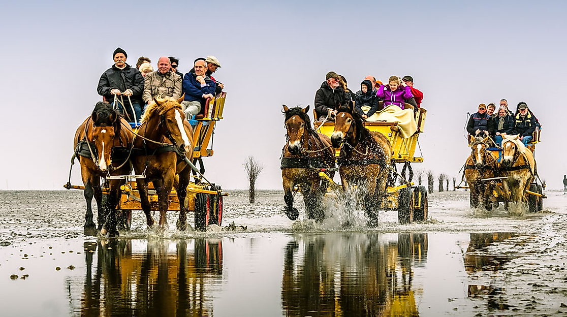 Pferdewagen mit Ausflüglern durchqueren das Watt nach Neuwerk, Wasser spiegelt Himmel und Bewegung