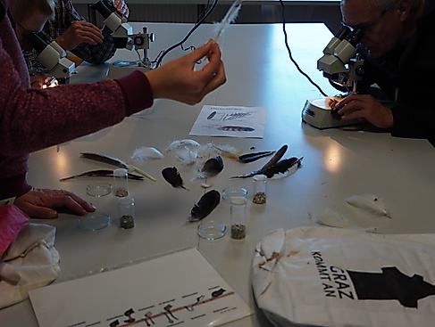 Kompaktwissen Zugvögel