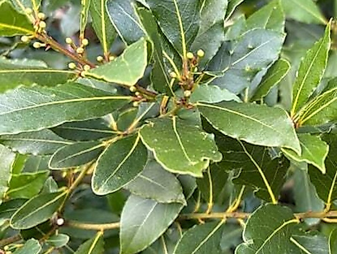 Destillations-Workshops - Workshop: Lorbeer-Destillation