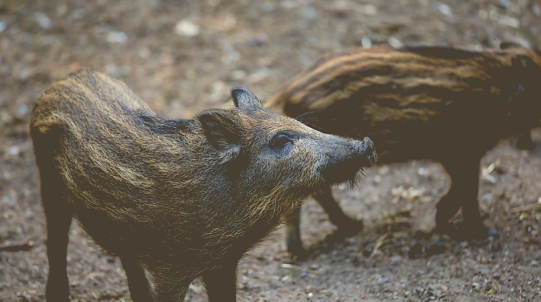 Wildparkführung mit Abendfütterung