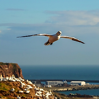 Basstölpel im Flug vor den roten Felsen Helgolands mit Blick auf Meer und Küste