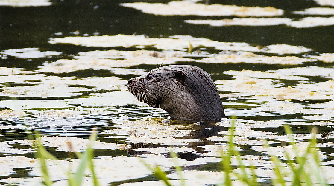 Der Otter - eine Legende kehrt zurück