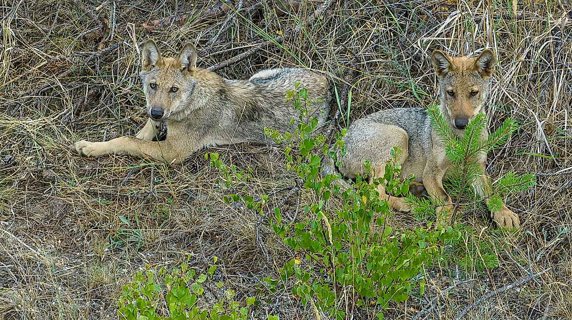 Geheime Welt der Tiere - Unter Wölfen