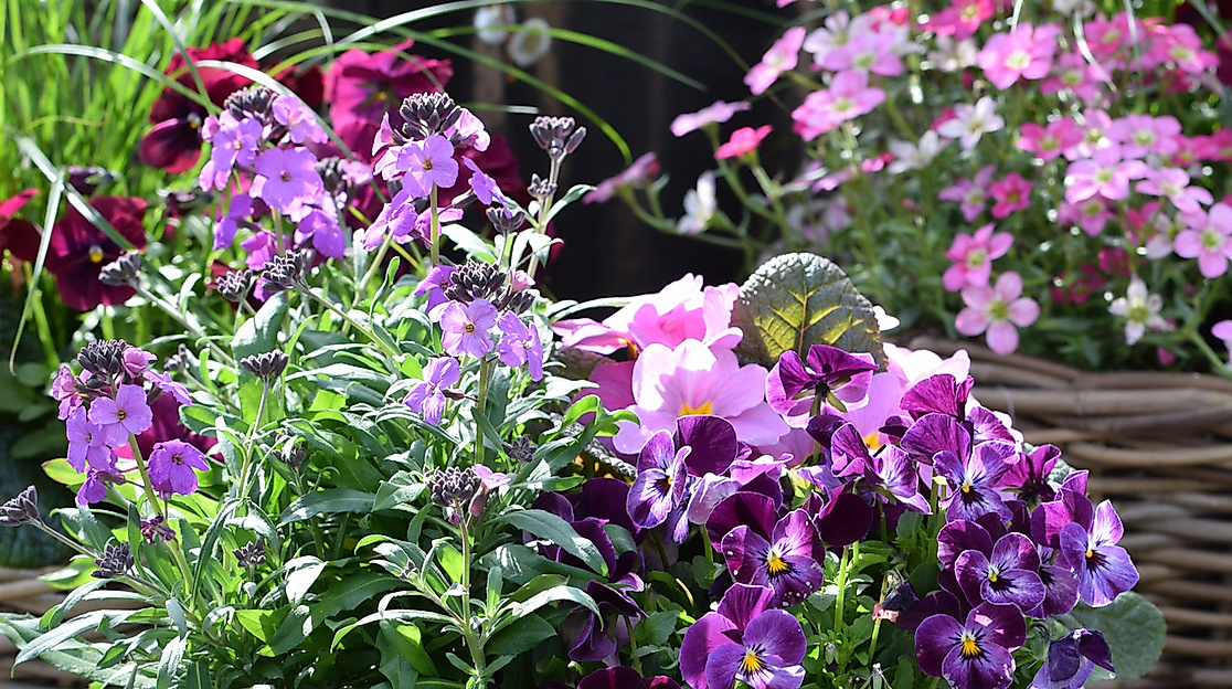 garten-von-ehren_fruehjahrsblueten