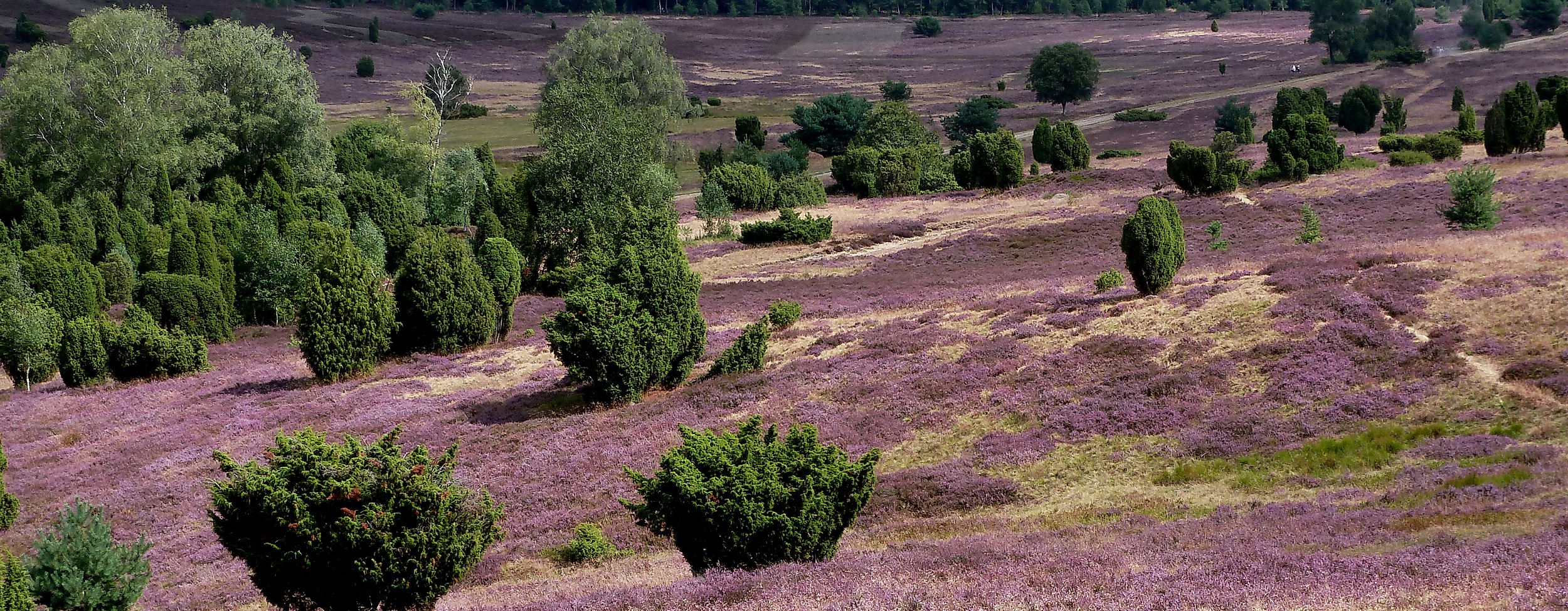 lueneburger-heide_c-pixabay-muscha