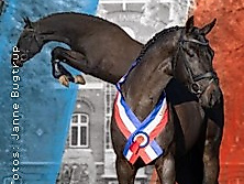 Holsteiner Körung & Auktion 2026