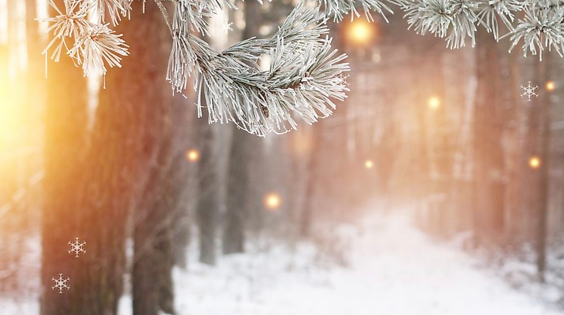 den Winterwald genießen